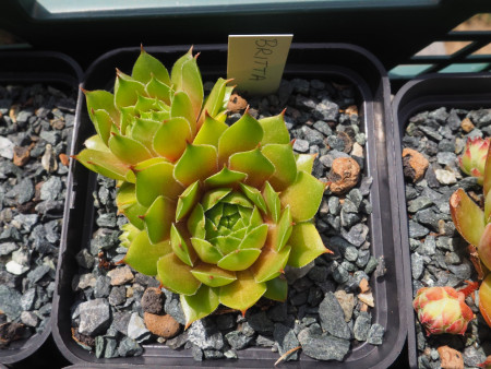 Sempervivum ´Britta´